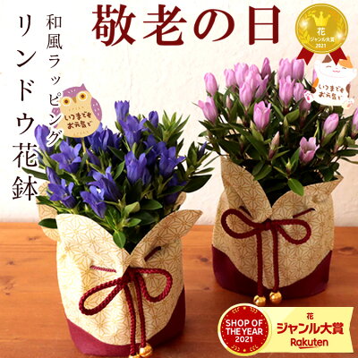 ＼早割／【100円OFFクーポン】敬老の日 花 プレゼント ギフト 選べるりんどう花鉢（巾着入り） 送料無 (一部地域を除く）【敬老の日期間 9月15-18日お届け】敬老の日ギフト 鉢植え孫 敬老の日...