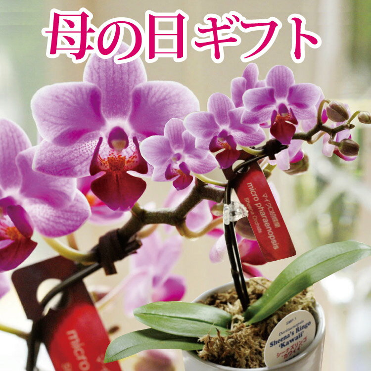 フラワーキッチン自由が丘 花の鉢植え 【あす楽】遅れてごめんね 母の日 花 プレゼント マイクロ胡蝶蘭 ピンク 系 ギフトボックス入り ははの日 hahanohi ミディ胡蝶蘭 選べるスイーツセット 胡蝶蘭 鉢植え 送料無料 季節の花鉢 フラワーギフト 【2024母の日】 FKHH FKTK