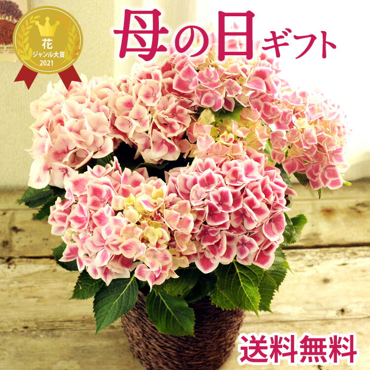 ＼4/25は抽選で100％Pバック／ 母の日 プレゼント アジサイ おすすめ ギフト おまかせピンクあじさい5号鉢【紫陽花】【鉢植え】【あす楽】お祝い 誕生日 引越し祝い 新築祝い 母の日 インテリア プレゼント 送料無料 日時指定不可 【北海道・沖縄・離島お届け不可】FKTKのサムネイル