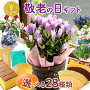 敬老の日 プレゼント ギフト 花 りんどう 鉢花 スイーツセット 鉢植え 花鉢 選べる りんどう トルコキキョウ ニオイザクラ 花とお菓子 はちみつカステラ 千疋屋クーヘン お菓子 敬老 フラワーギフト 送料無料 (一部地域を除く)【2025敬老の日】 FKKE