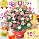 【昼12時まで本日出荷☆遅れてごめんね】母の日 ギフト 花 プレゼント マーガレット ストロベリーホイップ 鉢と選べる スイーツ 花 ギフト 花鉢 かわいい 鉢...