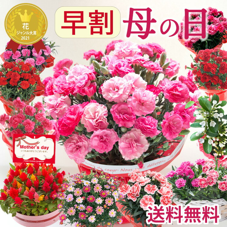 ＼早割実施中／ 母の日 カーネーション プレゼント 花 ギフト 鉢植え 選べる花鉢 マーガレット マダガスカルジャスミン ケイトウ 花ギフト 花鉢 人気 おしゃれ 可愛い 60代 70代 80代 ははの日 hahanohi 2026 FKHH 母 フラワーキッチン自由が丘
