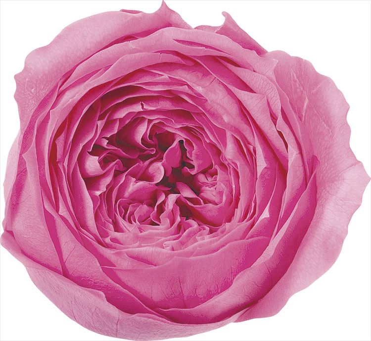 【76-2460-181】 プリザーブドフラワー ローズ・てまり　8輪 プリンセスピンク 1箱送料無料　花資材 松..