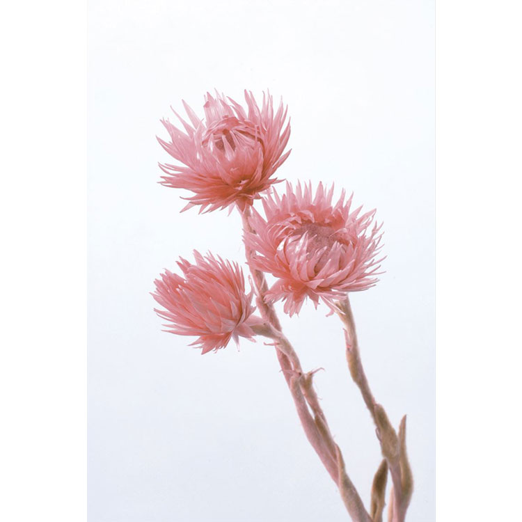 【商品仕様】 L約30cm（花サイズ約3.5-4cm） ※天然素材のため商品によって色・サイズ等が多少異なる場合がございます。 ※ブリザーブド商品は染料が漏れることがございます。 ※湿気や直射日光は避けてください。 【注意】 沖縄を含む離島へのお届けは出来ません。 お届け日時の指定はできません。 ご注文から1週間以内に発送します。 代金引換決済はご利用いただけません。 ※代引き決済のご注文は、キャンセル処理させて頂きます。 メーカー在庫商品のため、ご注文をいただいても在庫がない場合がございます。 その場合、当店よりメールにてご案内します。 ご注文確定後の、キャンセル・変更は承れません。