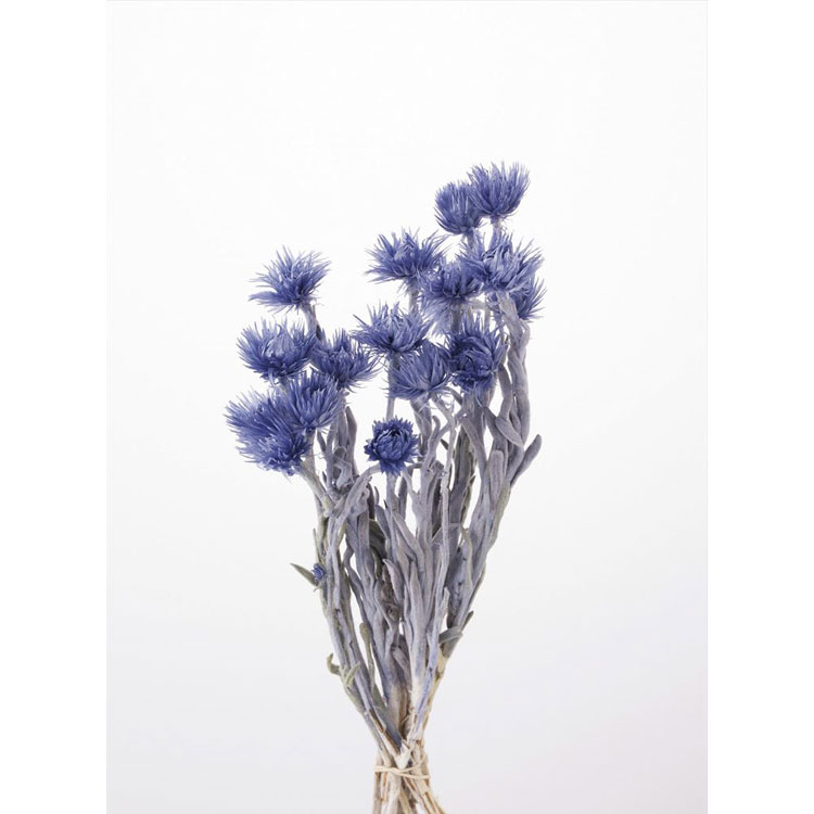 【商品仕様】 L約30cm（花サイズ約3.5-4cm） ※天然素材のため商品によって色・サイズ等が多少異なる場合がございます。 ※ブリザーブド商品は染料が漏れることがございます。 ※湿気や直射日光は避けてください。 【注意】 沖縄を含む離島...