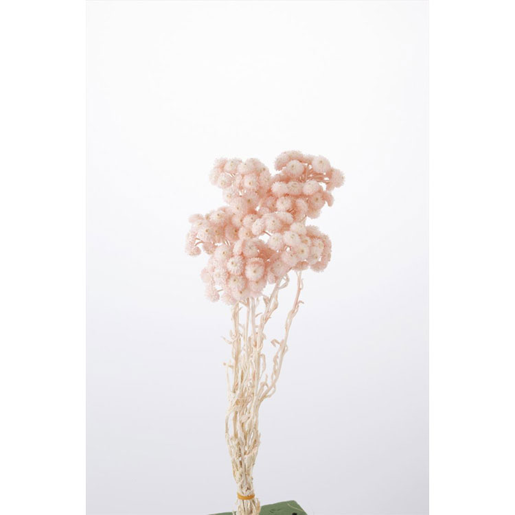 【76-32052-161】 アートフラワー イモーテル 15g シルキーピンク 1束送料無料 花資材 松村工芸 FKTS