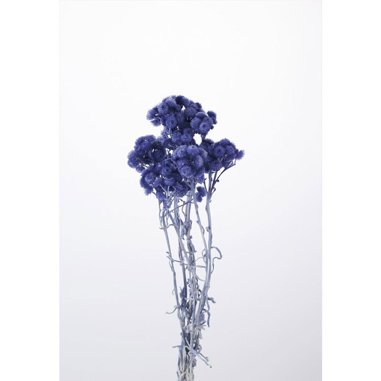 Business - 【76-32052-681】 アートフラワー イモーテル　15g コバルトブルー 1束送料無料　花資材 松村工芸 FKTS