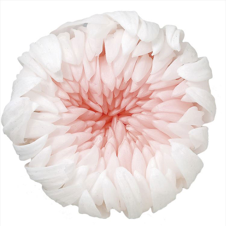 【76-4180-11】 プリザーブドフラワー 輪菊・ミルフィーユ 6輪 ホワイトピンク 1箱送料無料 花資材 松村工芸 FKTS