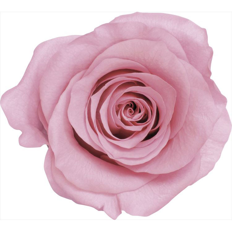 【76-5202-111】 プリザーブドフラワー ローズ・かのんM 9輪 クリスタルピンク 1箱送料無料 花資材 松村工芸 FKTS