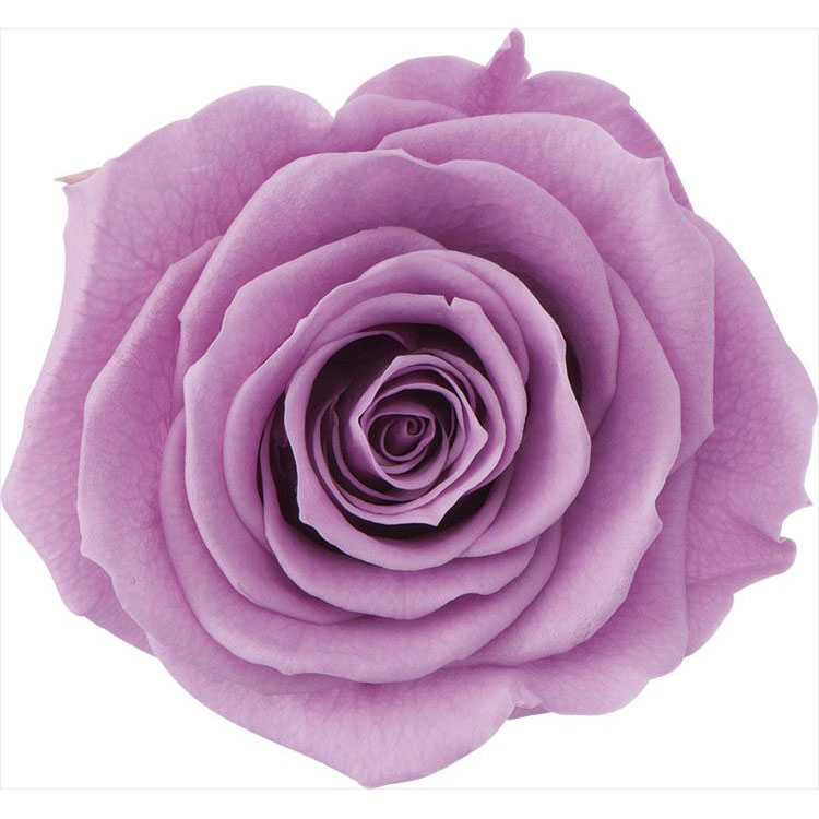 【76-5202-142】 プリザーブドフラワー ローズ・かのんM　9輪 コスモスピンク 1箱送料無料　花資材 松村工芸 FKTS