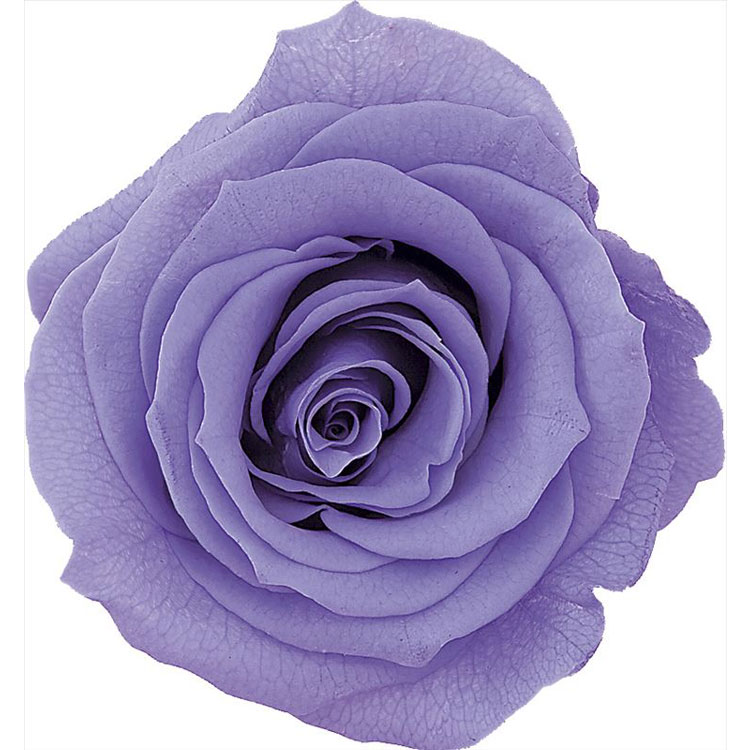 【商品仕様】 花径:約4-5cm 花丈:約3.5-4cm(9輪) ※天然素材のため商品によって色・サイズ等が多少異なる場合がございます。 ※ブリザーブド商品は染料が漏れることがございます。 ※湿気や直射日光は避けてください。 【注意】 沖縄を含む離島へのお届けは出来ません。 お届け日時の指定はできません。 ご注文から1週間以内に発送します。 代金引換決済はご利用いただけません。 ※代引き決済のご注文は、キャンセル処理させて頂きます。 メーカー在庫商品のため、ご注文をいただいても在庫がない場合がございます。 その場合、当店よりメールにてご案内します。 ご注文確定後の、キャンセル・変更は承れません。