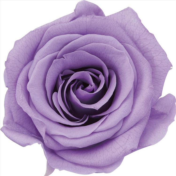 【76-5202-451】 プリザーブドフラワー ローズ・かのんM 9輪 スウィートライラック 1箱送料無料 花資材 松村工芸 FKTS