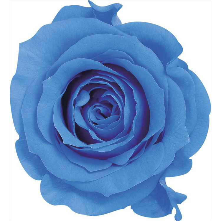 【76-5202-651】 プリザーブドフラワー ローズ・かのんM　9輪 ソーダブルー 1箱送料無料　花資材 松村..