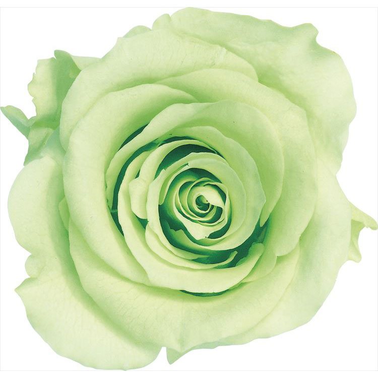 【76-5202-701】 プリザーブドフラワー ローズ・かのんM　9輪 フレッシュグリーン 1箱送料無料　花資材..