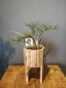 フィロデンドロン+木製花台 観葉植物 中目黒店より直送
