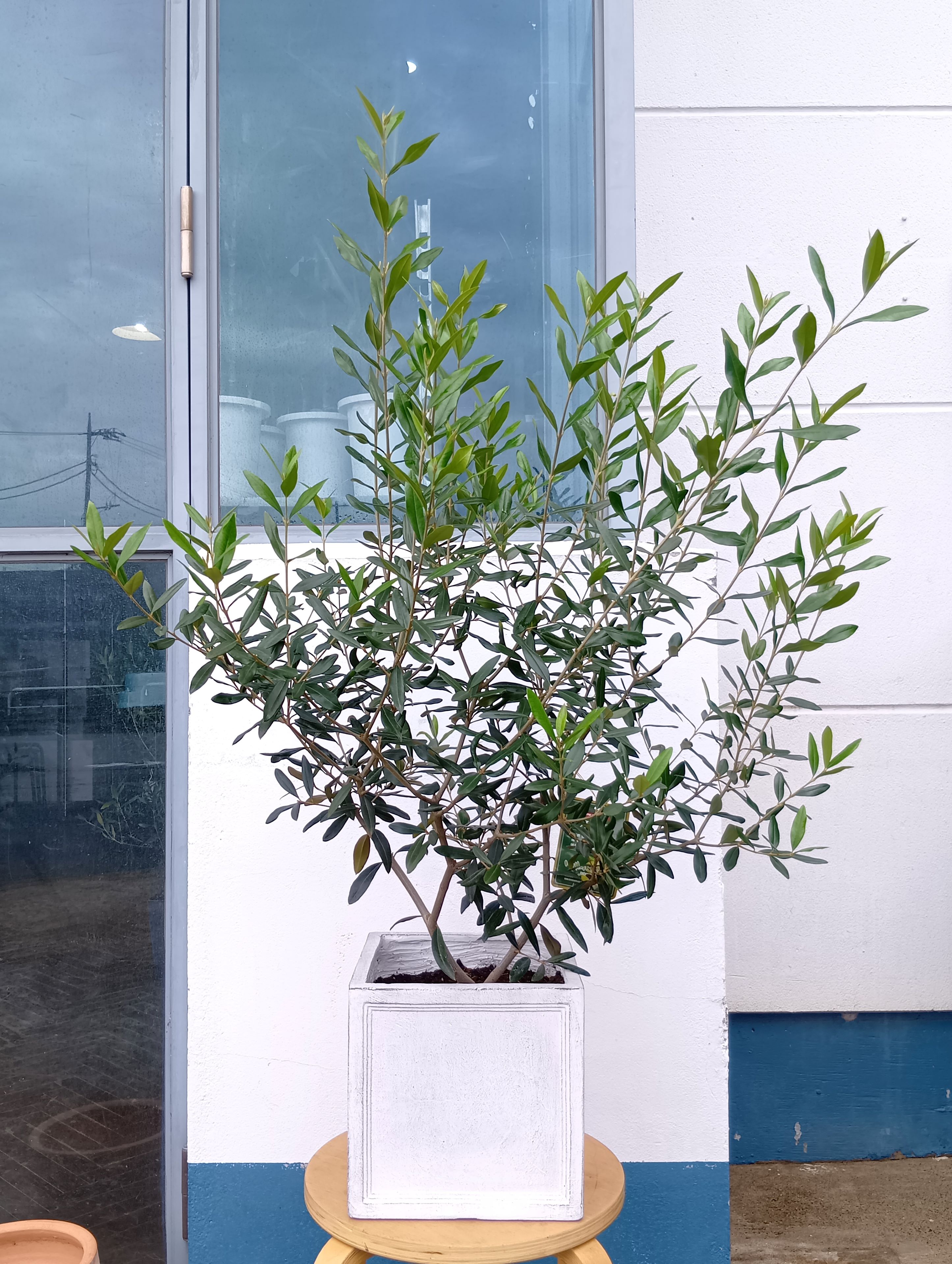 オリーブの木 オリーブ（ひなかぜ）+ルデビュースクエア ホワイト 一点物 送料無料 おしゃれ 観葉植物 ..