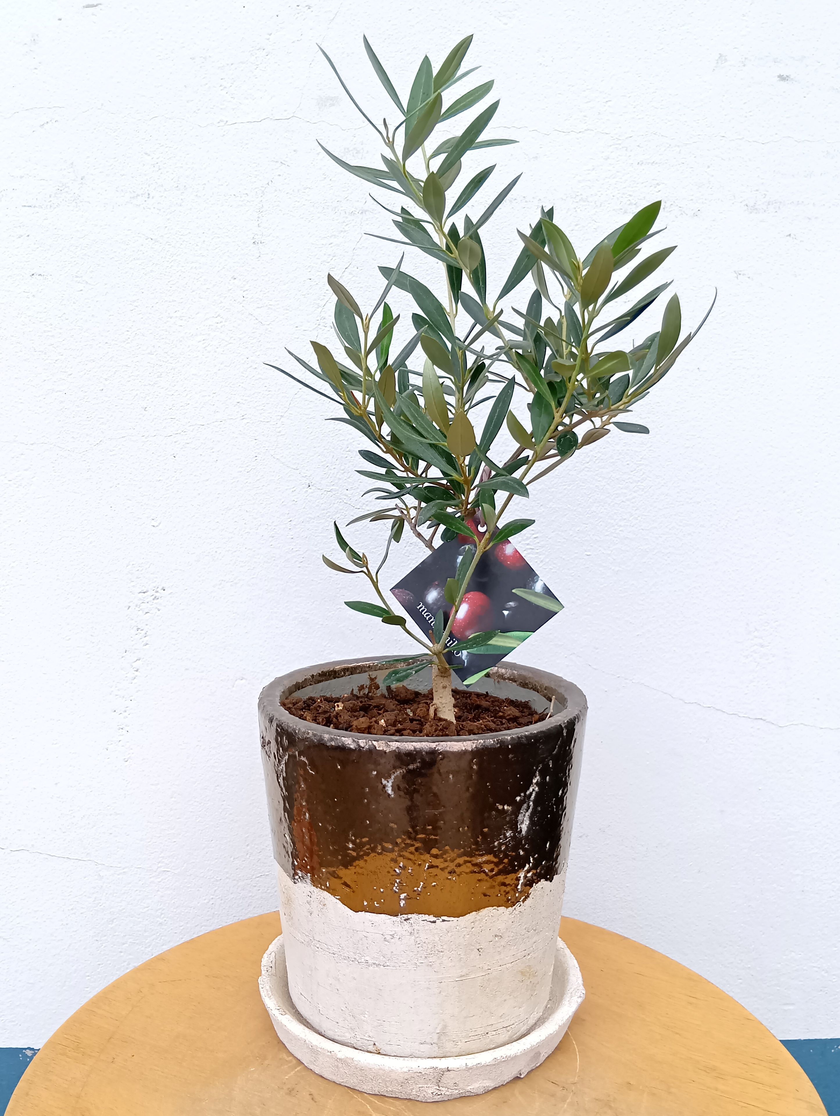 ꡼֤ ꡼֡ʥޥ󥶥˥ ƫ Х顼 դ ʪ ̵  ȭ տʪ ƥꥢ꡼ ե ǰ ܥĥ꡼  ˤ Ź   ñۤ 뺧 FKTK