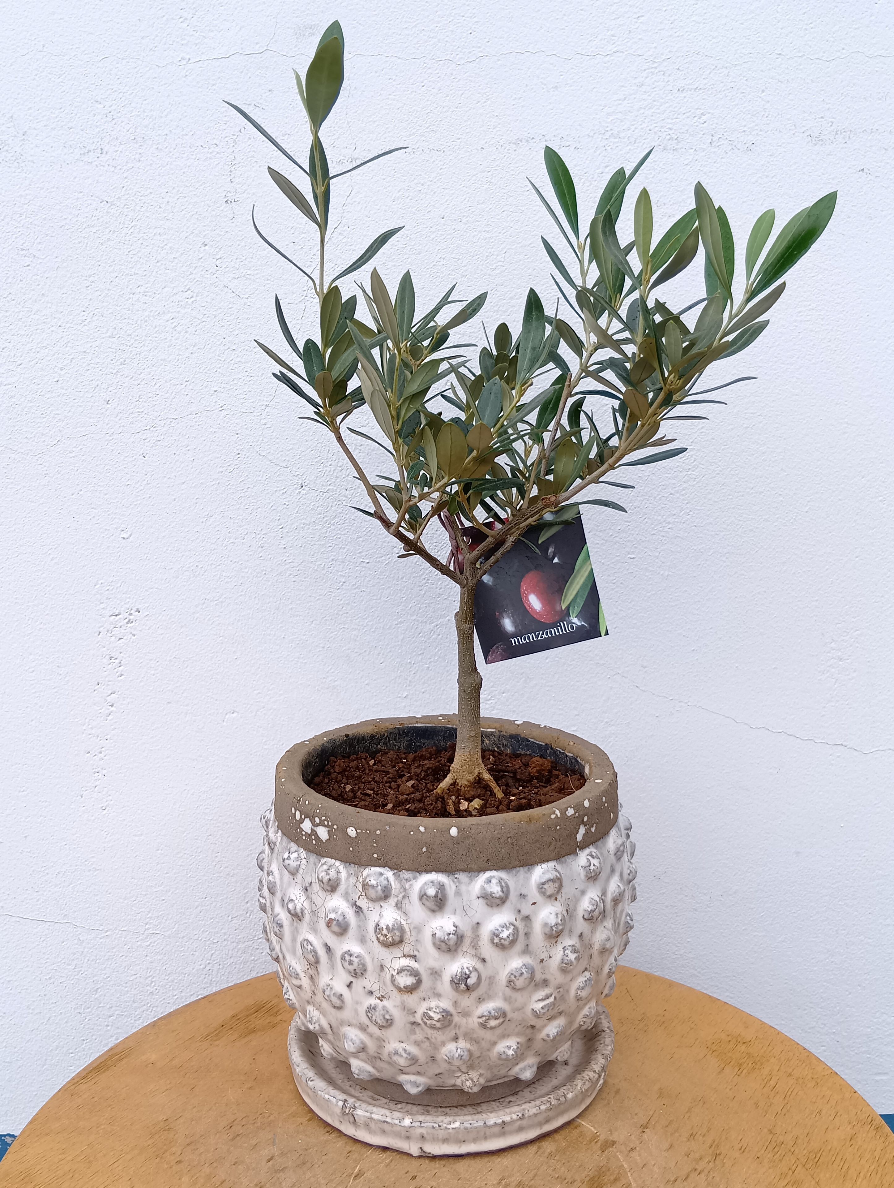 ꡼֤ ꡼֡ʥޥ󥶥˥ ƫ  դ ʪ ̵  ȭ տʪ ƥꥢ꡼ ե ǰ ܥĥ꡼  ˤ Ź   ñۤ 뺧 FKTK