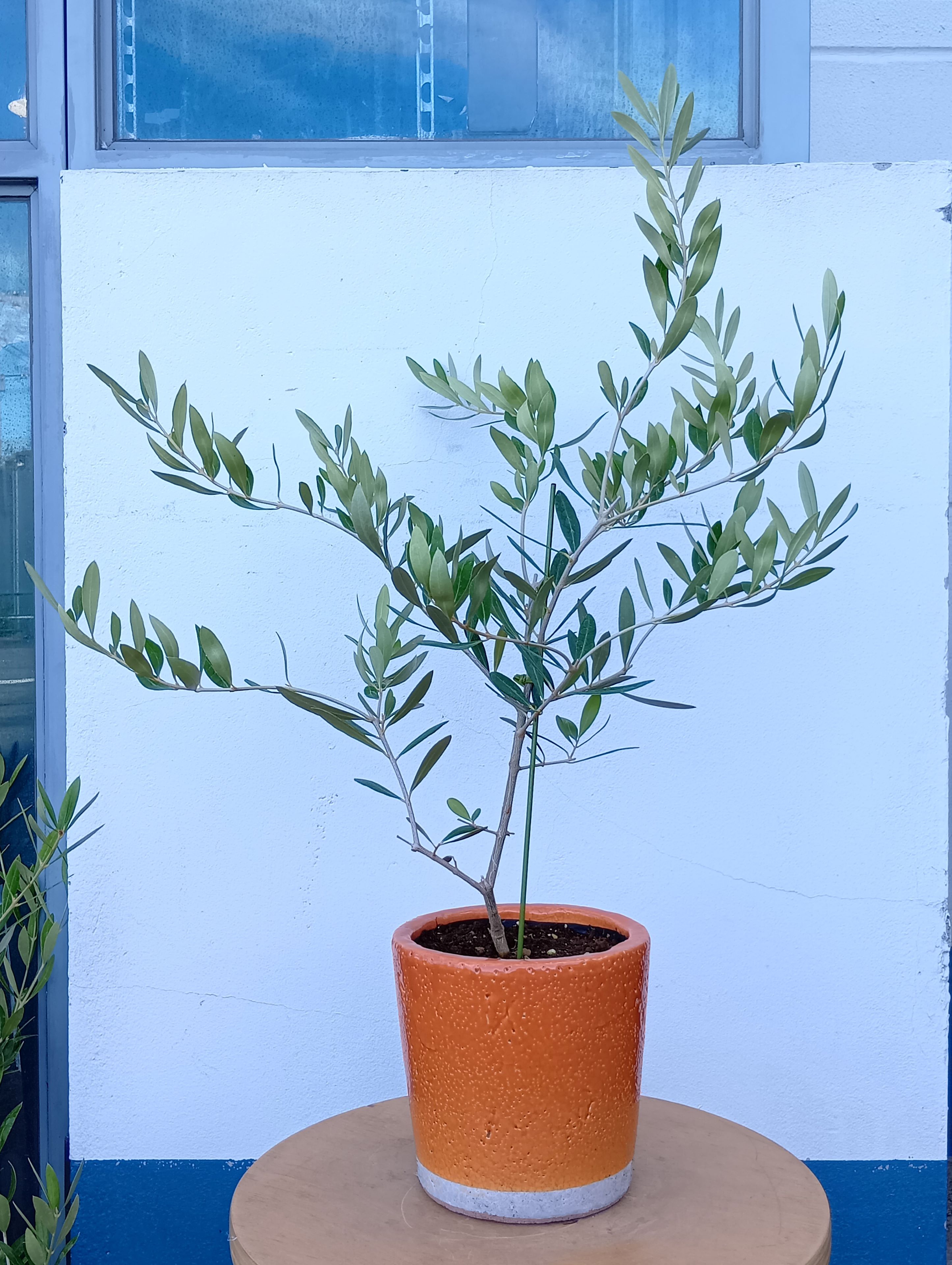 オリーブの木 オリーブ（ネバディロブランコ） 陶器 オレンジ 一点物 送料無料 おしゃれ 鉢植え インテ..