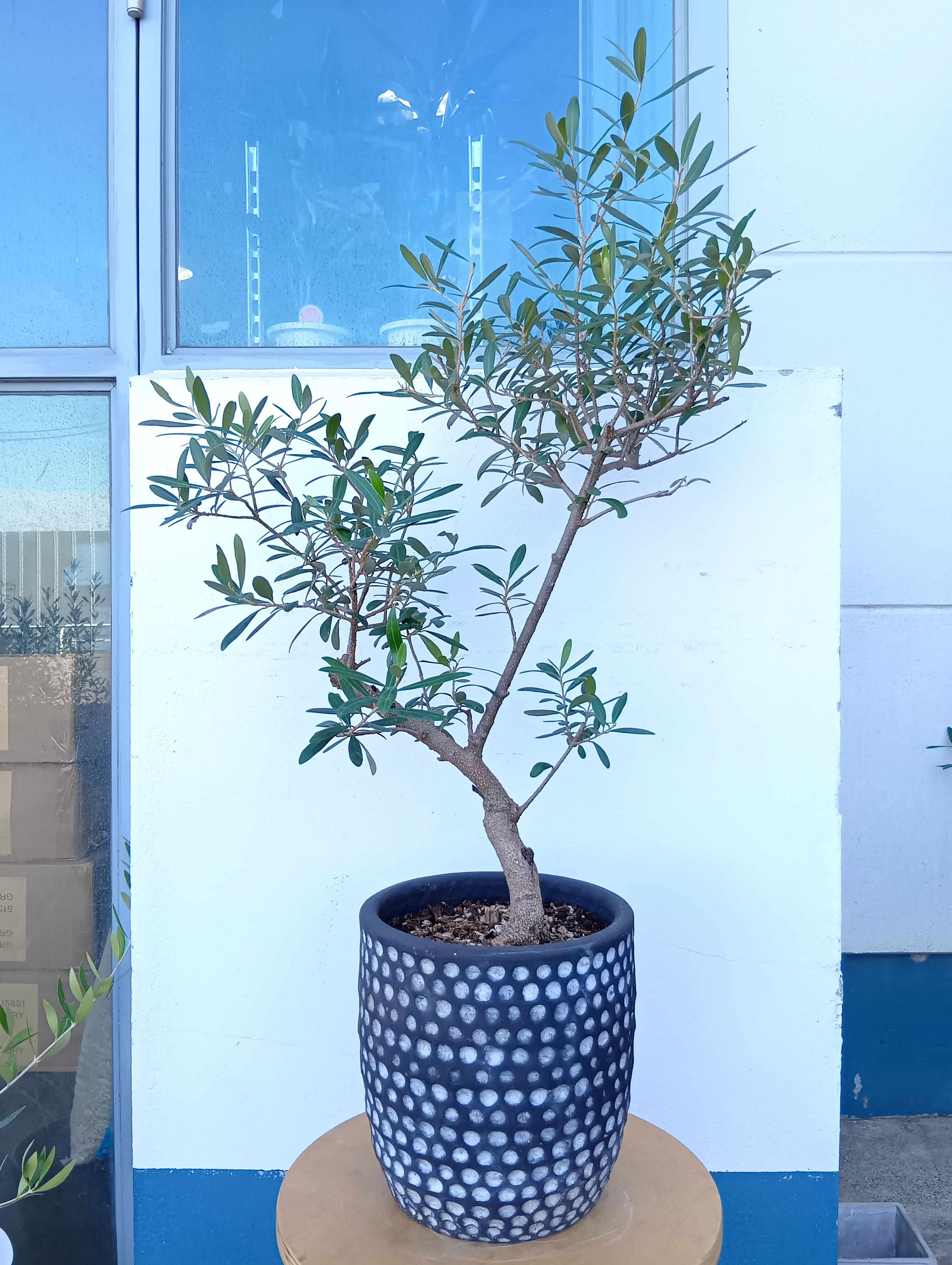 オリーブの木 オリーブ（ネバディロブランコ） 陶器 黒 水玉 一点物 送料無料 おしゃれ 観葉植物 鉢植..