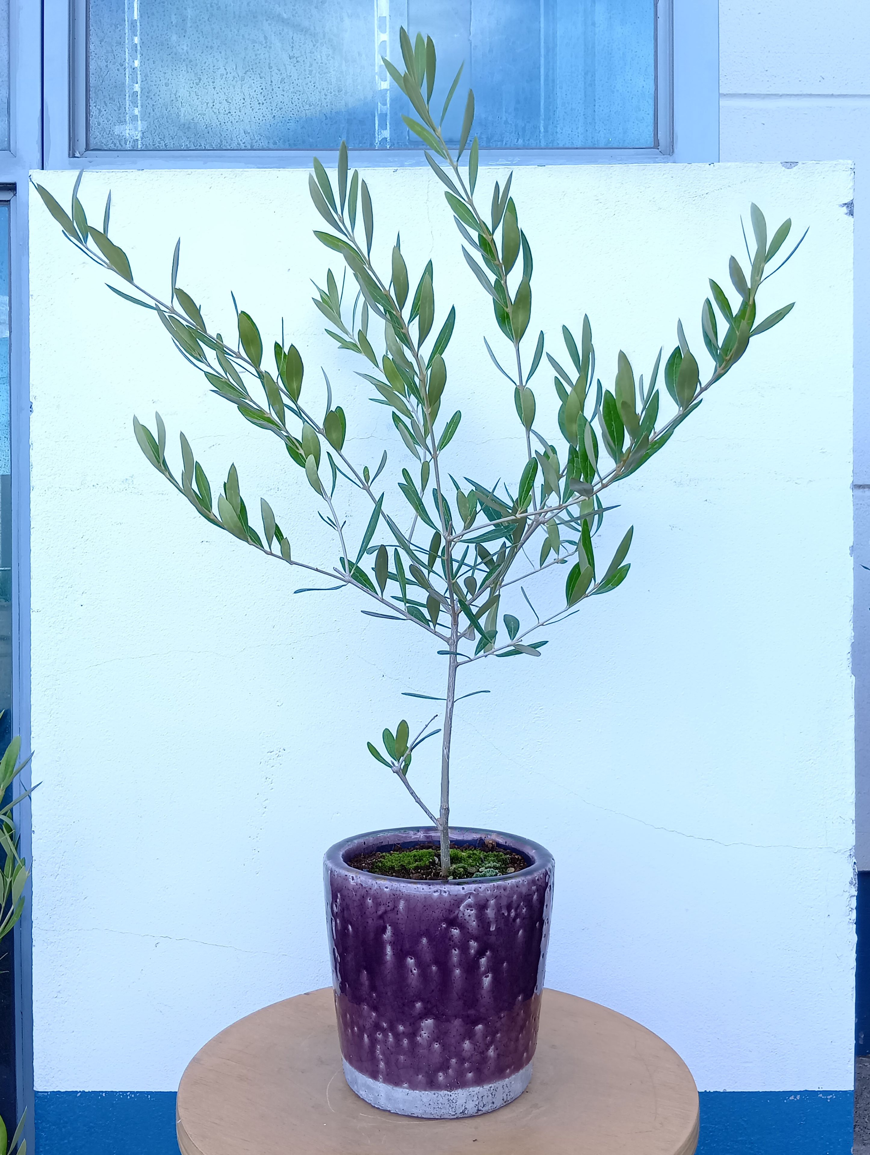 オリーブの木 オリーブ（ネバディロブランコ） 陶器 パープル 一点物 送料無料 おしゃれ 鉢植え インテ..