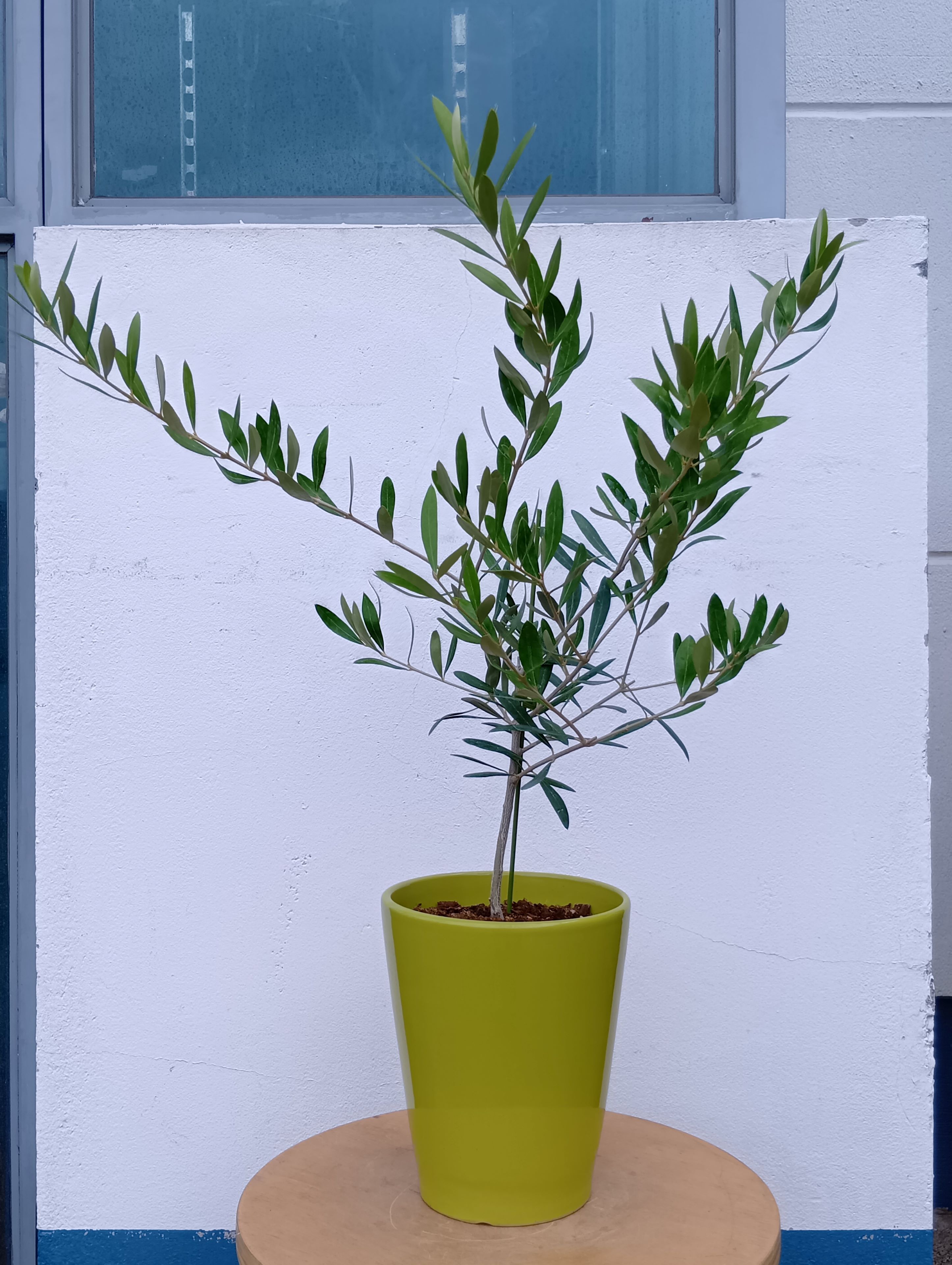 オリーブの木 オリーブ（ネバディロブランコ） 陶器 グリーン 一点物 送料無料 おしゃれ 鉢植え インテ..