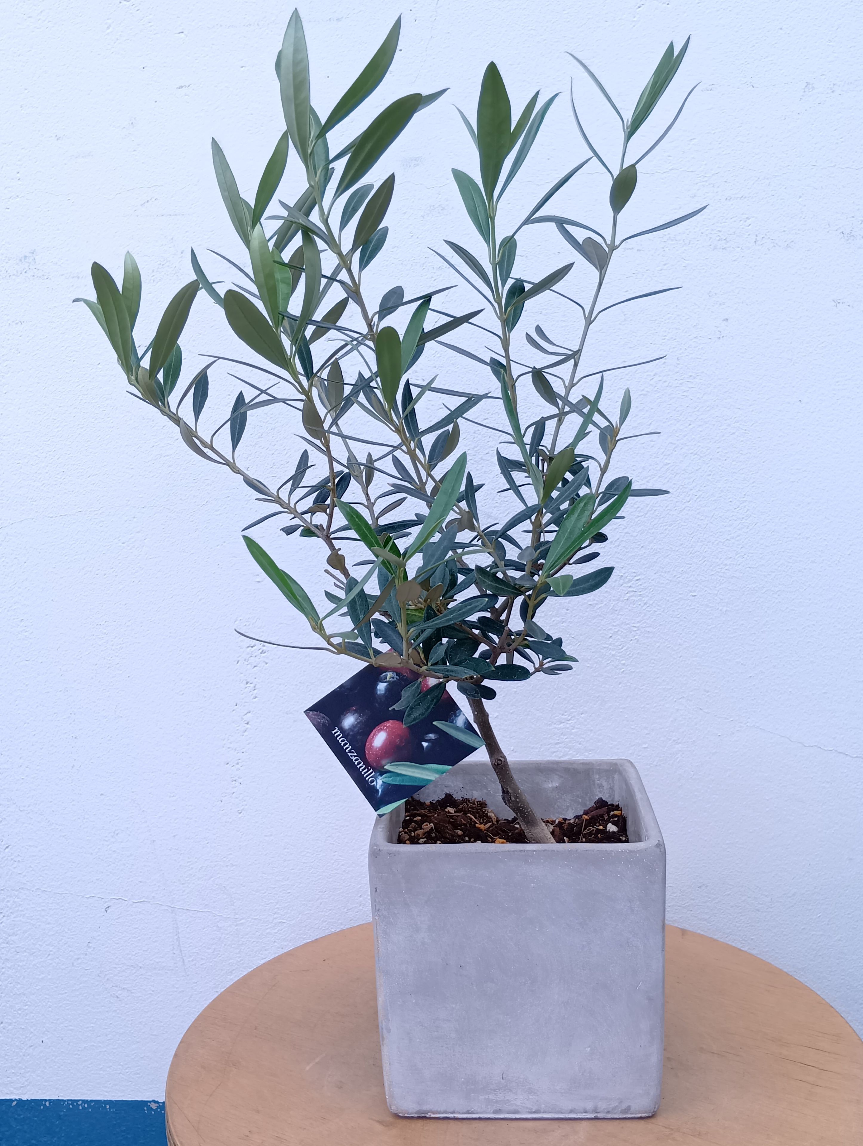 Rakuten - オリーブの木 オリーブ（マンザニロ） 陶器 四角 グレー 一点物 鉢植え おしゃれ 観葉植物 インテリアグリーン 卓上 ミニ 小さい ギフト 記念樹 シンボルツリー 御祝 祝い 開店 開業 新築 引っ越し 結婚 FKTK