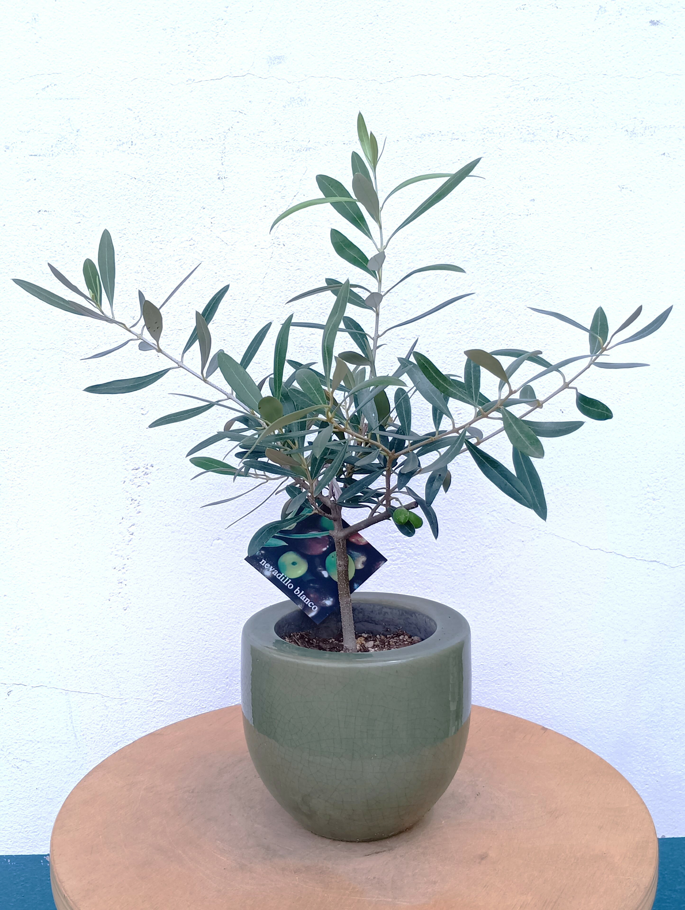楽天市場】オリーブ ネバディロブランコ（観葉植物｜花・観葉植物