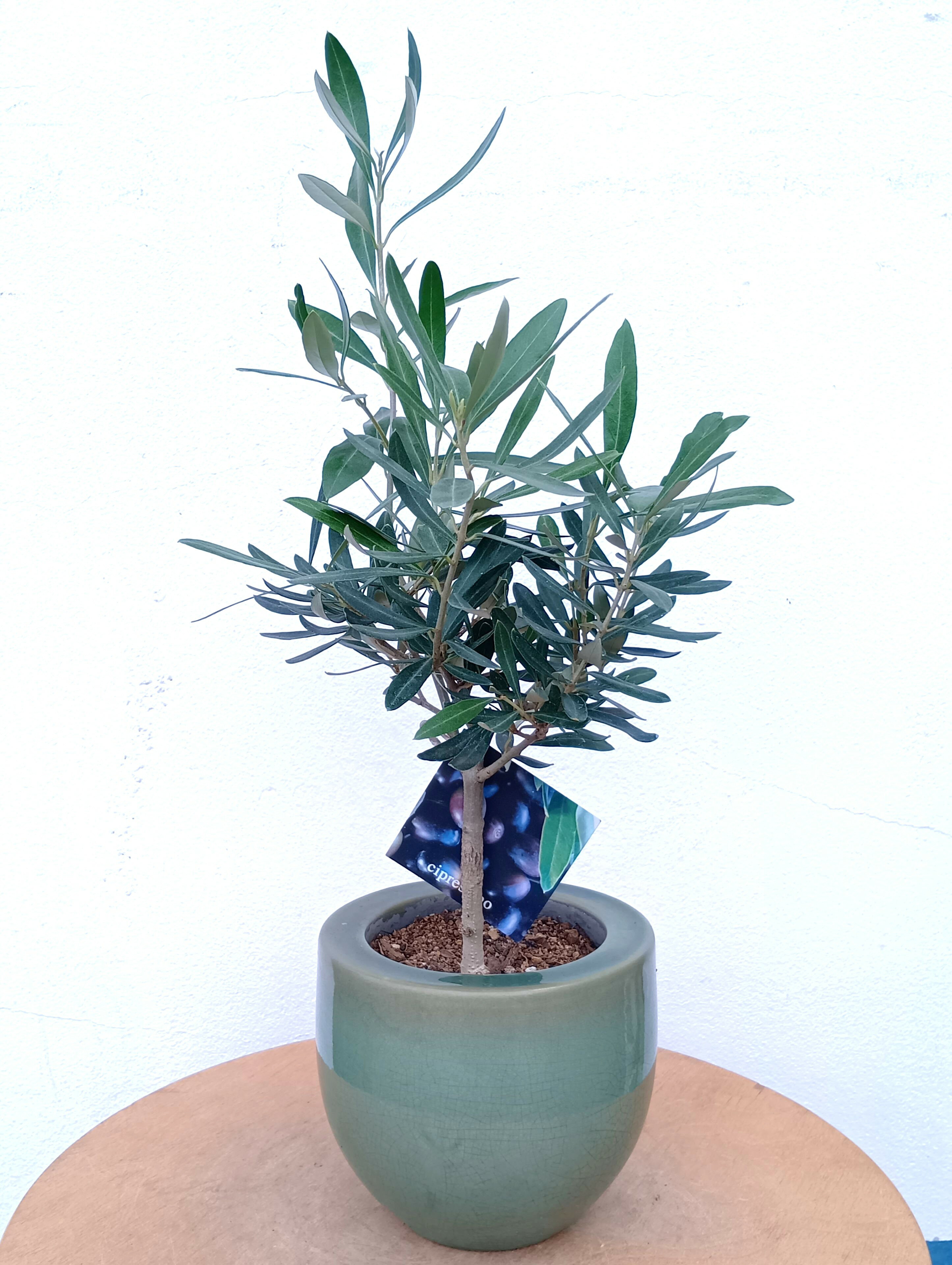 楽天市場】オリーブ 鉢植え シプレッシーノの通販