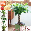 観葉植物（売れ筋ランキング） ＼4/25は抽選で100％Pバック／ 観葉植物 【あす楽】選べる パキラ ストレリチア オーガスタ ドラセナ 鉢植え7号鉢 選べる観葉 選べるカゴ付き 鉢カバー 受け皿付き 育てやすい 開店祝 開業祝 新築祝 引っ越し祝 新生活 送料無料 ギフト インテリア おしゃれ プレゼント FKTK