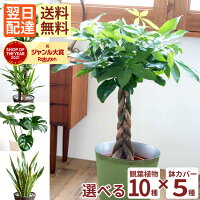 観葉植物 【あす楽】選べる パキラ ストレリチア オーガスタ ドラセナ 鉢植え7号鉢...