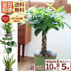 https://thumbnail.image.rakuten.co.jp/@0_mall/flowerkitchen/cabinet/pr/pakira_2023_10/pakira01c.jpg