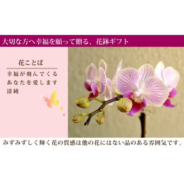 産地直送の花ギフト【マイクロ胡蝶蘭　ギフトボックス入り】【A-141】椎名洋ラン園こだわりの胡蝶蘭 高級コチョウラン【送料無料】お祝い/誕生日/還暦/卒寿/米寿/白寿/記念日/お礼/挨拶/記念品/お歳暮/お中元/プレゼント/贈り物/花 ギフト 敬老の日 flowerkitchen-10003973 FlowerKitchenJIYUGAOKA サンプル画像2