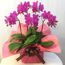 産地直送の花ギフト【ミディ胡蝶蘭 シェアオーキッド 5本立ち 7号】ピンク系おまかせ椎名洋ラン園こだわりの胡蝶蘭 高級コチョウラン【送料無料】お祝い/誕生日/還...