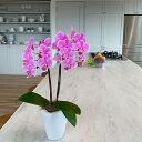 産地直送の花ギフト【テーブル胡蝶蘭 2本立ち 3号 ピンク系おまかせ】【A-83】椎名洋ラン園こだわりの胡蝶蘭 高級コチョウラン【送料無料】お祝い/誕生日/還暦...