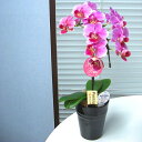 産地直送の花ギフト【テーブル胡蝶蘭 1本立ち 3号 陶器鉢 ピンク系おまかせ】椎名洋ラン園こだわりの胡蝶蘭 高級コチョウラン【送料無料】お祝い/誕生日/還暦/卒寿/米寿/白寿/記念日/お礼/挨拶/記念品/お歳暮/お中元/プレゼント/贈り物/花 ギフト【A-81】