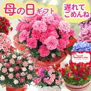 【15時まで本日出荷☆遅れてごめんね】母の日 プレゼント 花 カーネーション 選べる花鉢 ギフト 鉢植え 生花 5号 花ギフト 花鉢 人気 おしゃれ 可愛い マ...