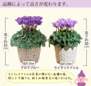 お花のサイズ【送料無料】セレナーディア青いシクラメン