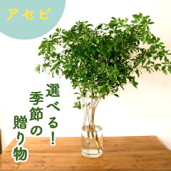 https://thumbnail.image.rakuten.co.jp/@0_mall/flowerkitchen/cabinet/pr/season2/asebi04.jpg