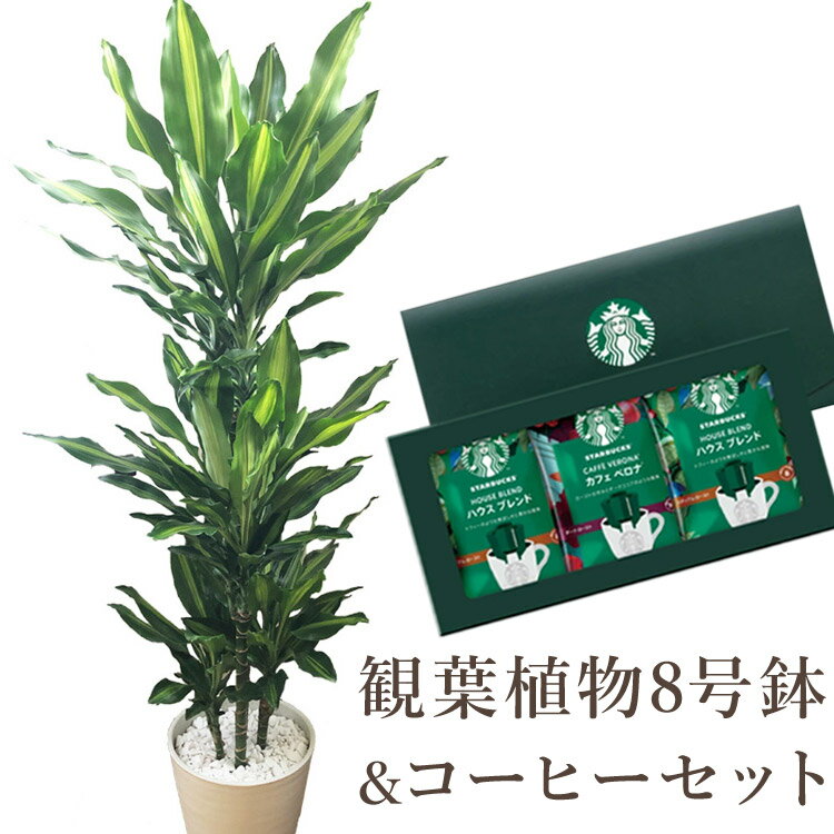 ドラセナジェレ8号鉢+スターバックスコーヒーギフトセット 【送料無料】観葉植物 幸福の木 ドラセナ ジェレ スタバ 育てやすい 鉢植え御祝 開店祝 新築祝 引越祝 結婚祝 新生活 インテリア 大…