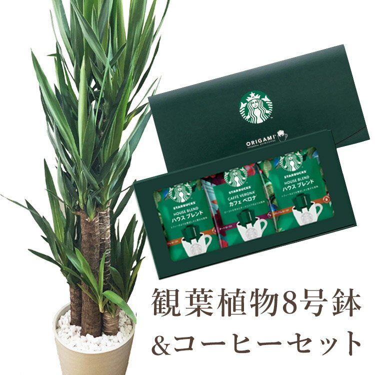 ユッカ8号鉢+スターバックスコーヒーギフトセット 【送料無料】観葉植物 青年の木 ユッカ スタバ 育てやすい 鉢植え御祝 開店祝 新築祝 引越祝 結婚祝 新生活 インテリア 大型 インテリア おし…