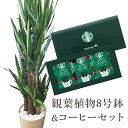 『ユッカ8号鉢+スターバックスコーヒーギフトセット』 【送料無料】観葉植物 青年の木 ユッカ スタバ 育てやすい 鉢植え御祝 開店祝 新築祝 引越祝 結婚祝 新生活 インテリア 大型 インテリア おしゃれ ギフト FKTK