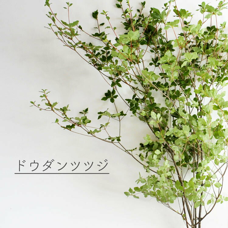 選べる季節の枝物 フローラルグリーン ドウダンツツジ 枝もの インテリア 花束 生花 切り花 送料無料 スノーボール ブ