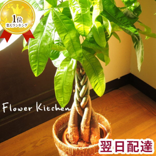 楽天市場 あす楽12時 Soy年花ジャンル大賞受賞 観葉植物 パキラ ストレリチア ドラセナ 鉢植え7号鉢 選べる観葉 カゴ付き 受け皿付き 育てやすい 鉢 御祝 開店祝 開業祝 新築祝 引っ越し祝い 結婚祝 新生活 シンプル インテリア 送料無料 ベンジャミン