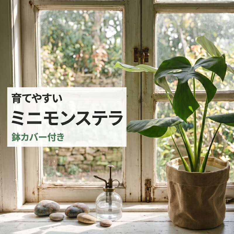 【鉢カバー付き】ミニ モンステラ 観葉植物 初心者向け 育てやすい 室内 おしゃれ 小型 卓上 インテリアグリーン 観葉植物 ギフト 新築祝い 誕生日 プレゼント 送料無料 ナチュラル リビング 玄関 デスク 花屋厳選 植え替え不要