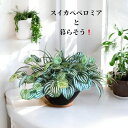 ペペロミア スイカペペロミア スイカペペ フェイクグリーン 枯れない観葉植物 サイズW50×D31×H30cm グリーンインテリア プレゼント 引っ越し祝い 開店祝い グリーンアレンジ 無料ラッピング フラワーパレット
