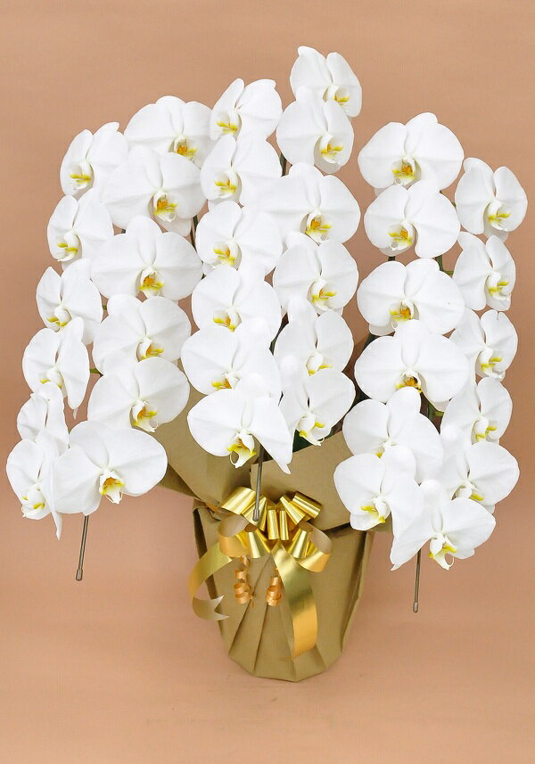 胡蝶蘭 3本立ち 33輪前後 【生花】 こちょうらん 花 お花 祝い花 フラワー お祝い 開店祝い オープン祝い 移転祝い 公演祝い 結婚祝い 個展祝い 展覧会 発表会 お誕生日 開店 記念日 バースデー ギフト 贈り物 贈答 オープン記念 フラワーギフト 高級感 高級