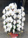 胡蝶蘭 3本立ち 30輪前後 【【生花】 ギフト お祝い 祝い花 開店祝い 敬老の日 開業祝い 開店花 お供え 移転祝い 公演祝い 個展祝い 展覧会 発表会 開...