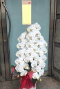 胡蝶蘭 3本立ち 39輪前後 【生花】 ギフト お祝い 祝い花 開店祝い 敬老の日 開業祝い 開店花 お供え オープン祝い 移転祝い 公演祝い 個展祝い 展覧会...
