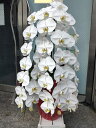 胡蝶蘭 3本立ち 42輪前後 【生花】 ギフト お祝い 祝い花 開店祝い 敬老の日 開業祝い 開店花 お供え 移転祝い 公演祝い 個展祝い 展覧会 発表会 開店...